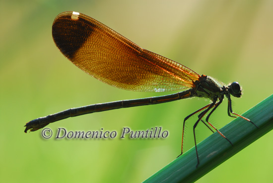 Damigella: Calopteryx haemorrhoidalis